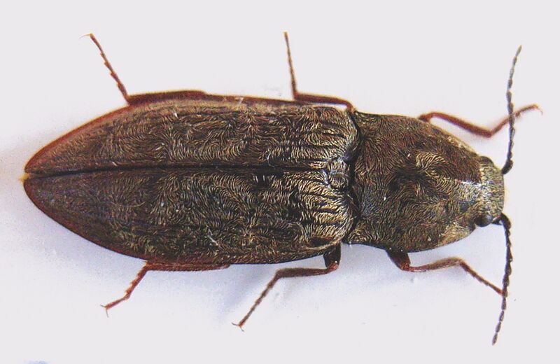 Файл:Prosternon tesselatum bl.JPG