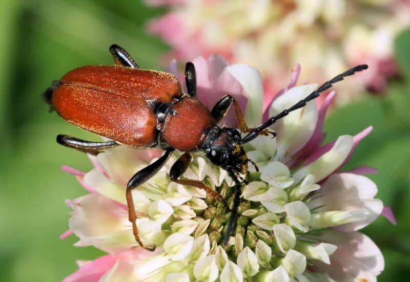 Файл:Rothalsbock Stictoleptura rubra.JPG