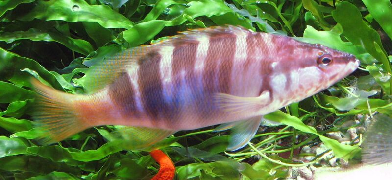 Файл:Serranus scriba by Line1.jpg