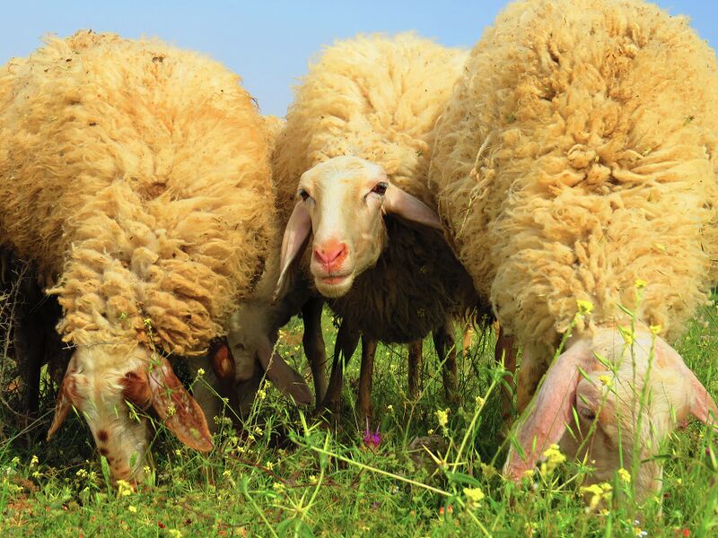 Файл:Assaf sheep.jpg