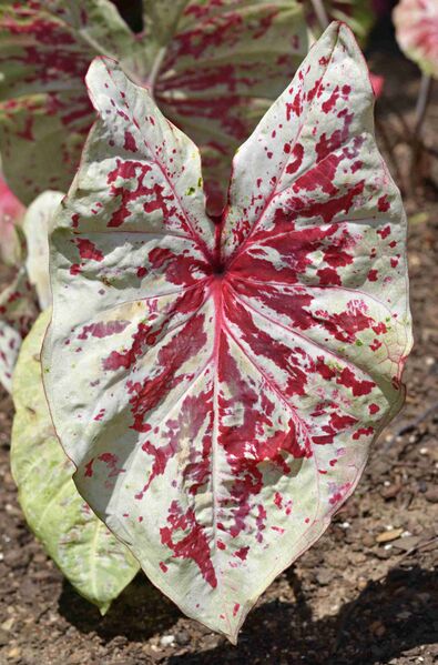 Файл:Caladium 'Raspberry Moon' Leaf.JPG