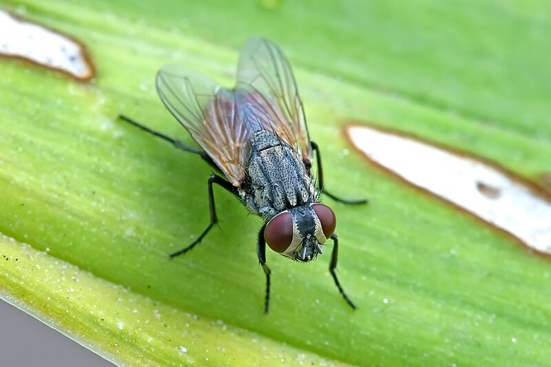 Файл:Musca sorbens.jpg