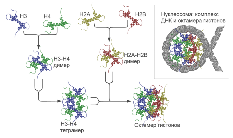 Файл:Nucleosome structure ru.png