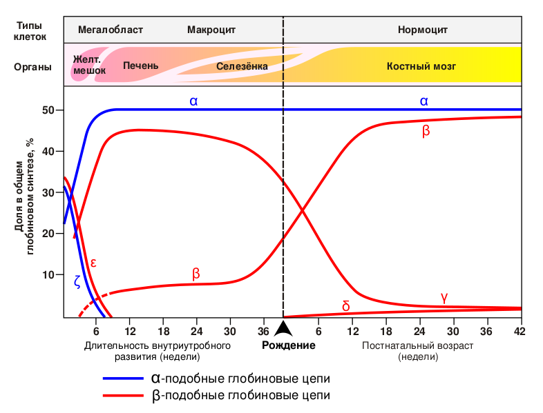 Файл:Postnatal genetics.svg