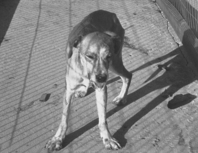 Файл:Rabid dog.jpg