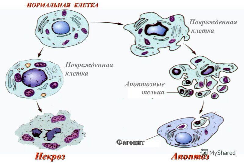 Файл:Slide 27.jpg