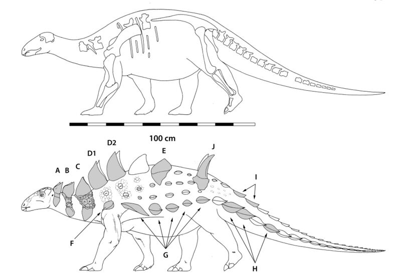 Файл:Struthiosaurus austriacus.jpg