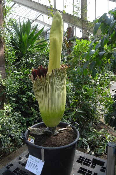 Файл:Titan arum Kew 6700.JPG