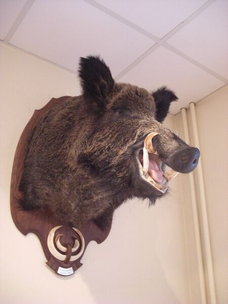 Файл:Wild Boar Trophy.JPG