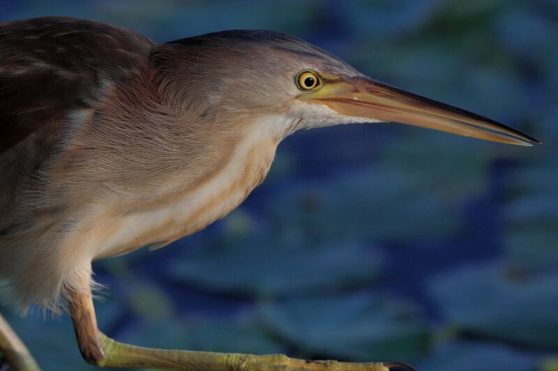 Файл:Yellow Bittern at Hyoko 2.JPG