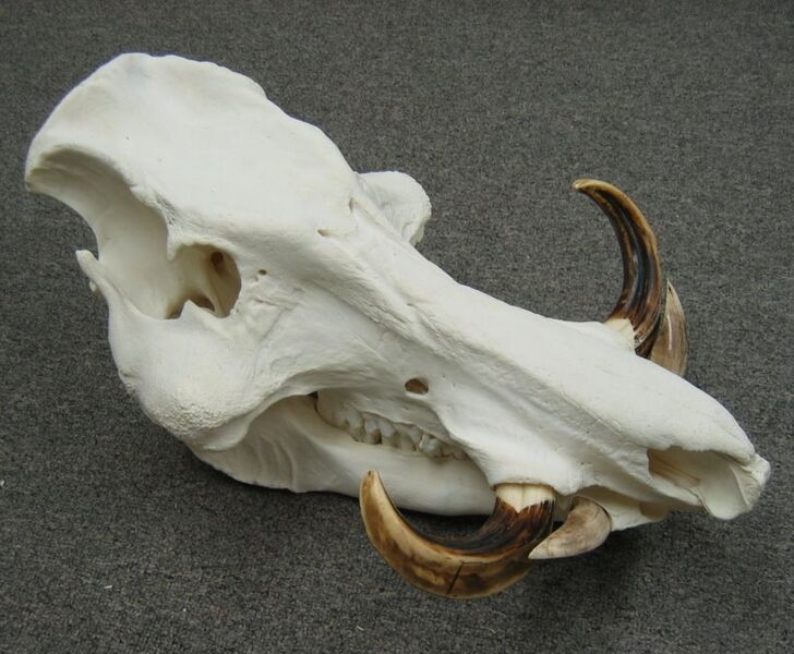 Файл:Giant Forrest Hog Skull.JPG