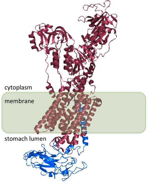 Файл:Hydrogen potassium ATPase.jpg