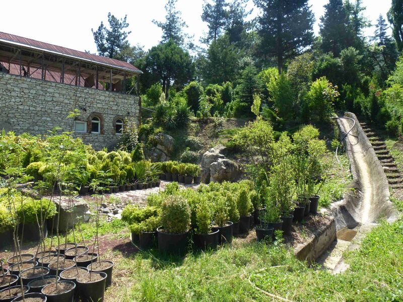 Файл:Ijevan dendropark jun 2015 01.JPG