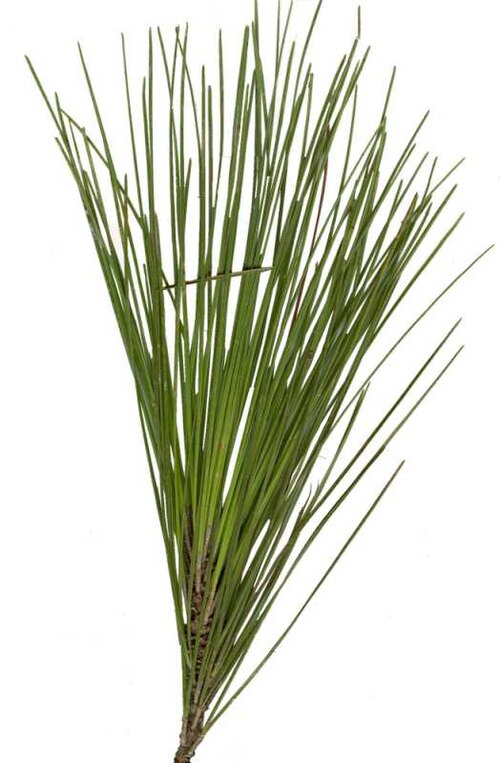 Файл:Longleaf Pine01.jpg
