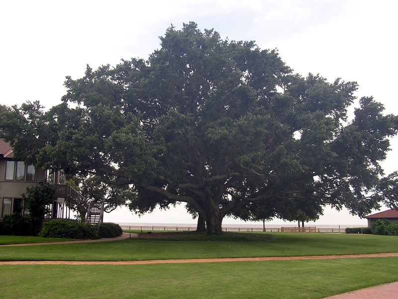 Файл:Oak tree-SL.jpg