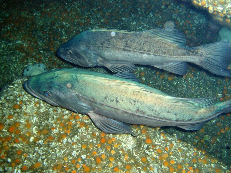 Файл:Sebastes paucispinis.jpg