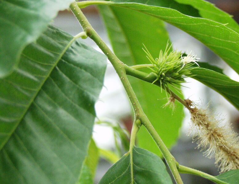 Файл:Castanea cren f.JPG