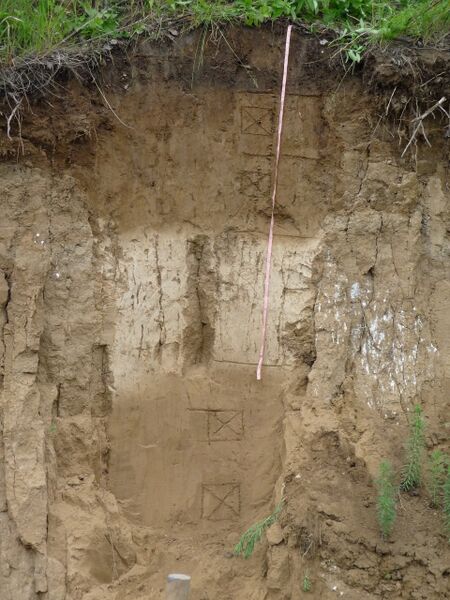 Файл:Gray forest soil.JPG