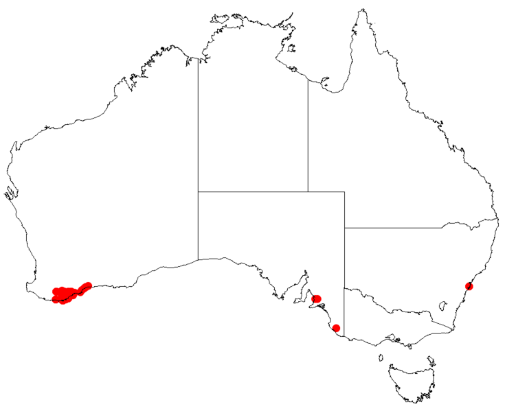 Файл:Hakea cucullataDistMap31.png