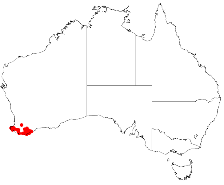 Файл:Hakea lasianthaDistMap67.png