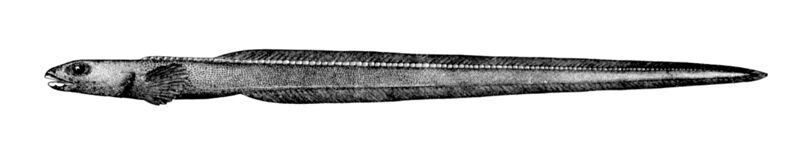 Файл:Lycodonus mirabilis.jpg