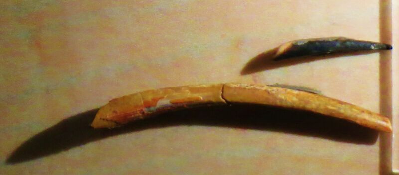 Файл:Nigersaurus teeth.JPG