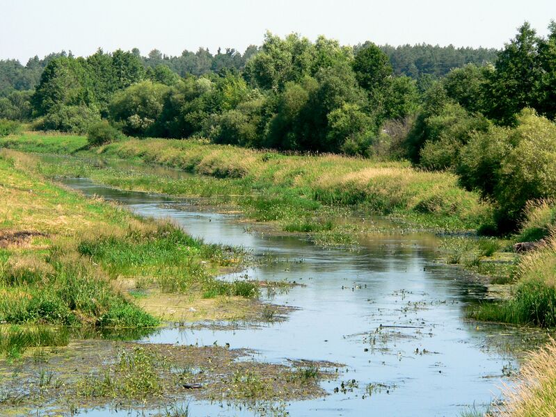 Файл:Orzyc.JPG