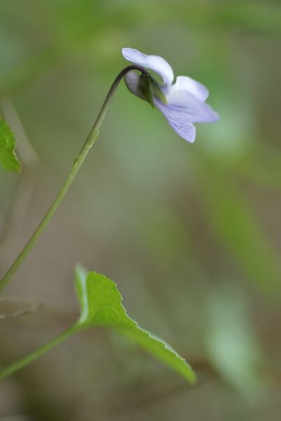 Файл:Violoa epipsila 1.JPG