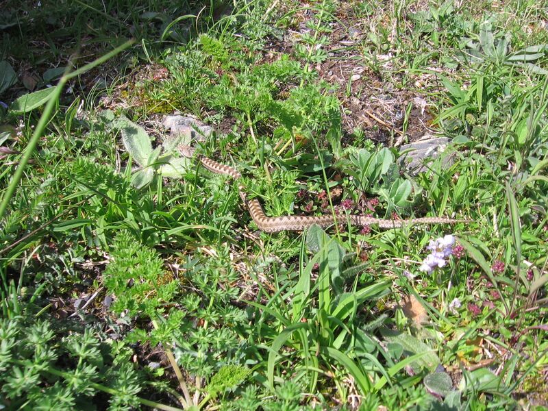 Файл:Vipera latastei 2.JPG