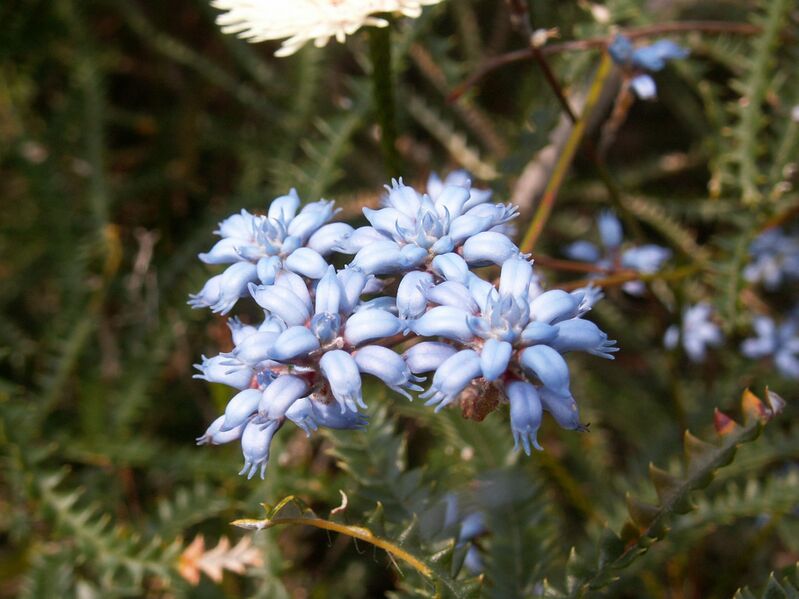 Файл:Conospermum caeruleum.JPG
