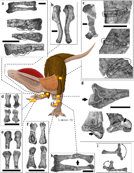 Файл:Dilophosaurus pathologies.PNG