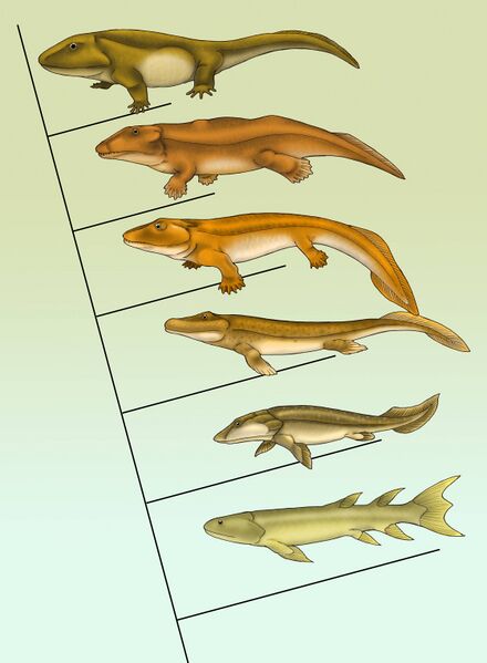 Файл:Fishapod evolution.jpg