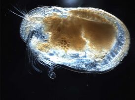 Cylindroleberididae