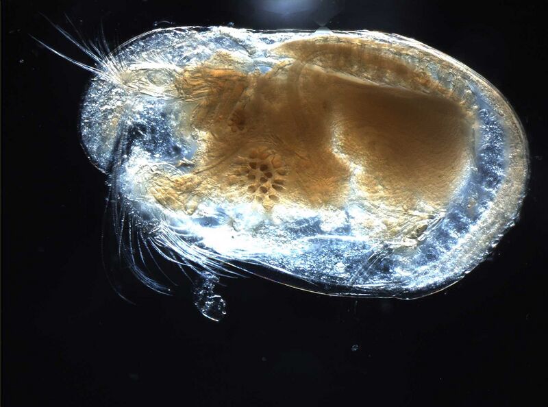Файл:Ostracod.JPG