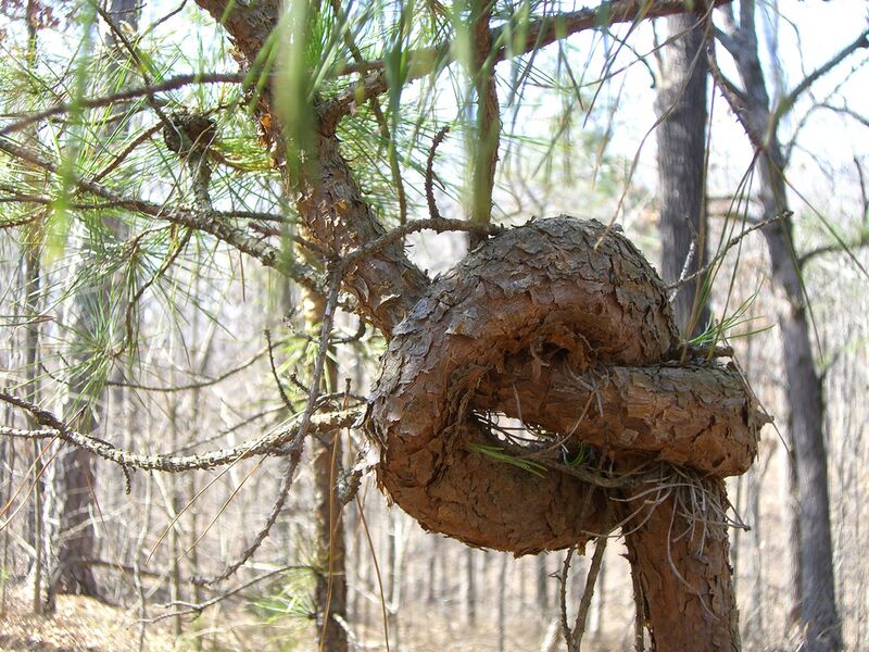 Файл:Tree Knot.jpg