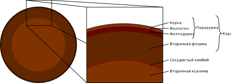 Файл:Tree secondary components diagram.svg