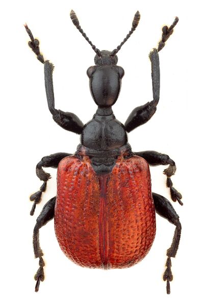 Файл:Apoderus coryli2.jpg