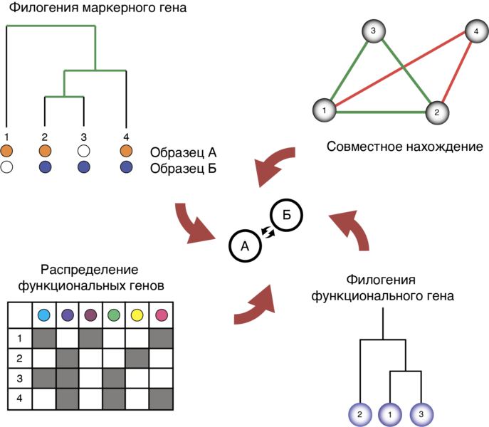Файл:Evolution estimation.png