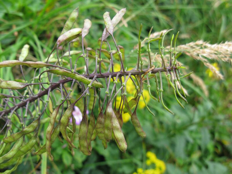 Файл:Macropodium pterospermum 3.JPG