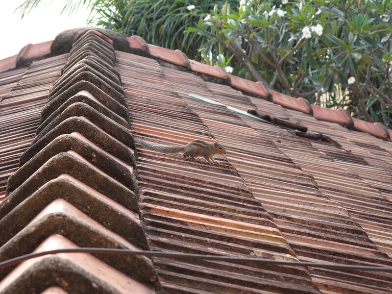 Файл:Negombo, roof with squirrel.JPG