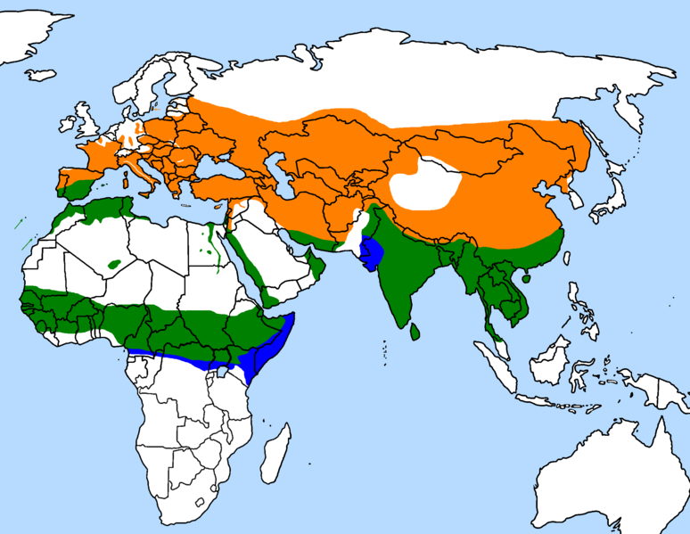 Файл:Upupa epops distribution map.png