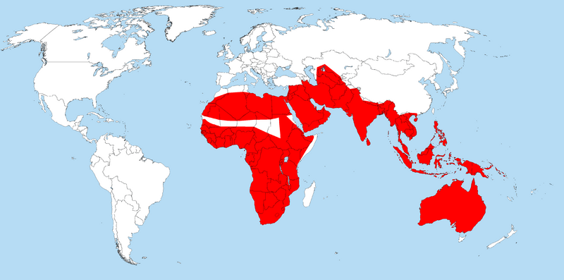 Файл:Worldwidevaranus.PNG