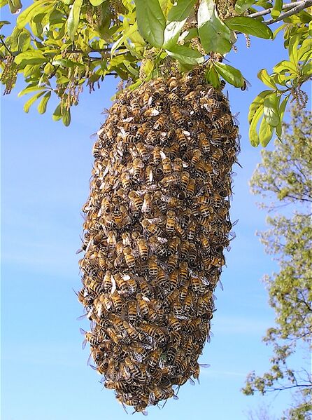 Файл:Bee Swarm.JPG