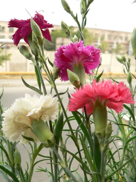 Файл:Image-Dianthus schabaud2.JPG