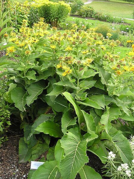 Файл:Inula helenium by .Annna.jpg