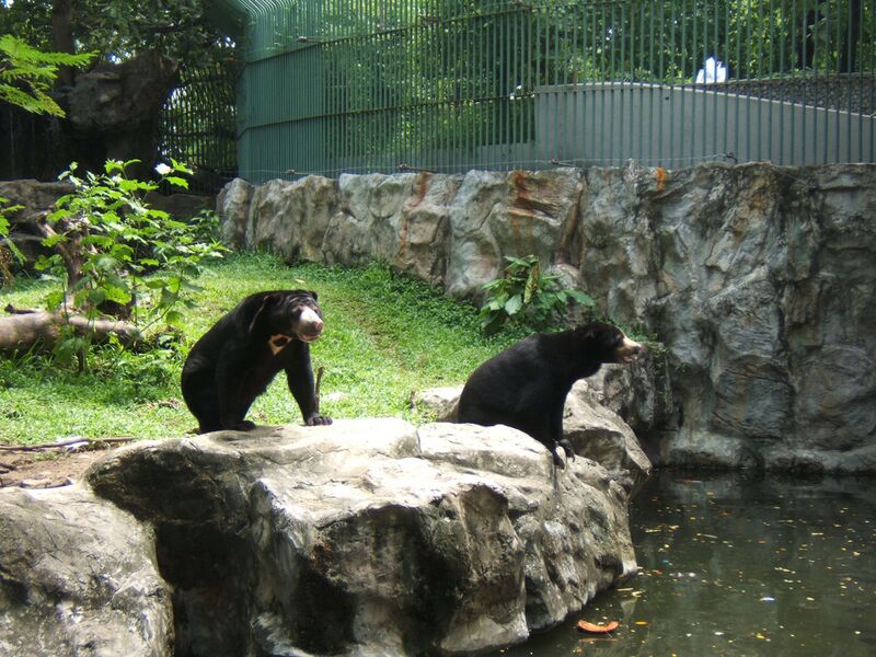Файл:Dusit zoo baer.JPG