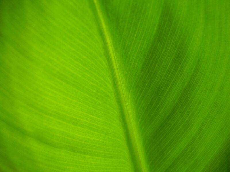Файл:Dwarf cavendish leaf.JPG