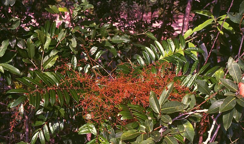 Файл:Eurycoma longifolia 1.jpg