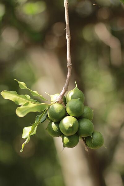 Файл:Macadamia nuts on tree.JPG