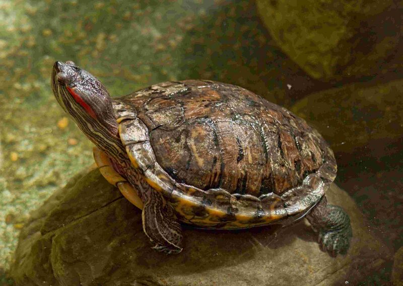 Файл:RedEaredSlider05.jpg